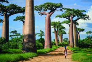 Avenida de los Baobabs