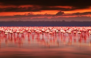 Lago Nakuru